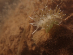 Coryphellidae