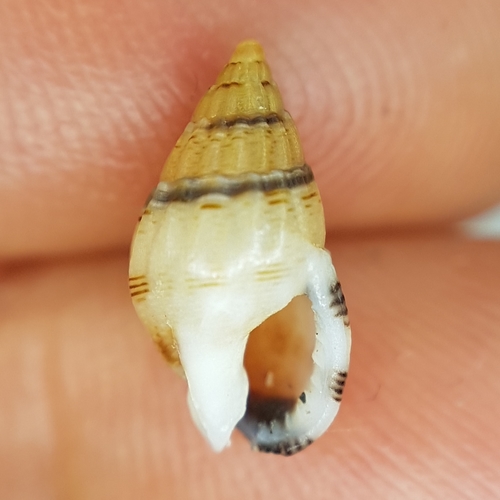 Tritia cuvierii (Payraudeau, 1826)