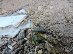 Cryptoglossa variolosa