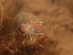 Coryphellidae