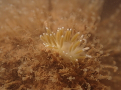 Coryphellidae