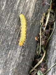 Pristiphora geniculata