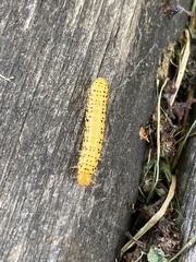 Pristiphora geniculata