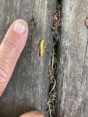 Pristiphora geniculata