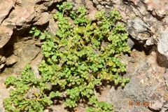 Polycarpon polycarpoides herniarioides