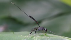 Gasteruption tarsatorius