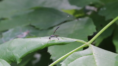 Gasteruption tarsatorius