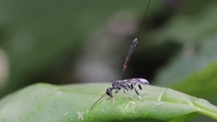 Gasteruption tarsatorius