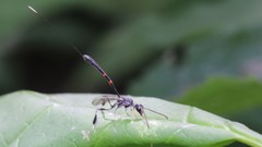 Gasteruption tarsatorius