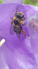 Melitta haemorrhoidalis