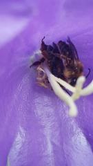 Melitta haemorrhoidalis