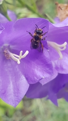 Melitta haemorrhoidalis