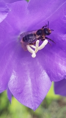 Melitta haemorrhoidalis