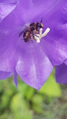 Melitta haemorrhoidalis