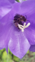 Melitta haemorrhoidalis