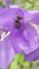 Melitta haemorrhoidalis