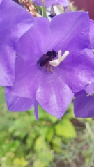 Melitta haemorrhoidalis