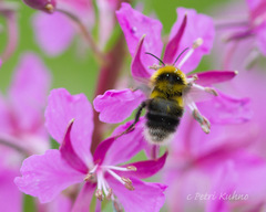 Bombus jonellus