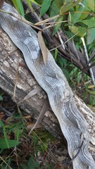 Schnella microstachya