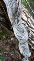 Schnella microstachya