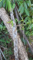 Schnella microstachya