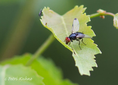 Seioptera vibrans