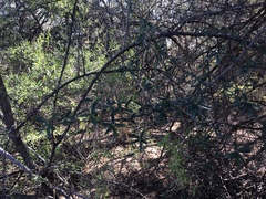 Atamisquea emarginata