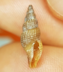 Raphitoma