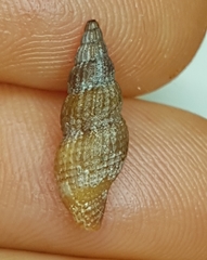Raphitoma