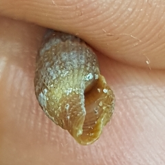 Raphitoma