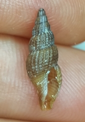 Raphitoma