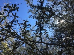 Atamisquea emarginata