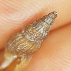 Raphitoma