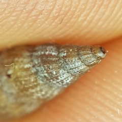 Raphitoma