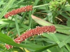 Acalypha monostachya