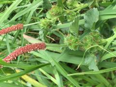 Acalypha monostachya
