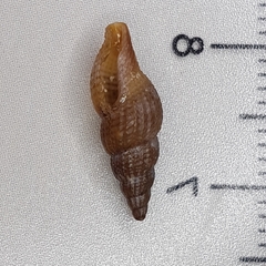 Raphitoma