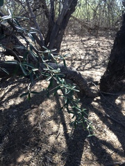 Atamisquea emarginata