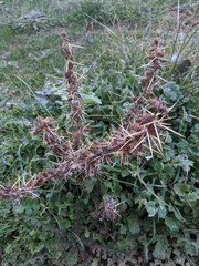 Xanthium spinosum