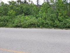 Nerodia sipedon sipedon