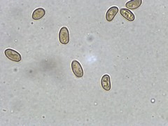 Phaeomarasmius proximans