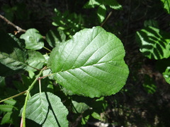 Alnus glutinosa
