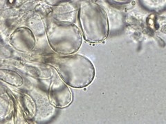 Phaeomarasmius proximans