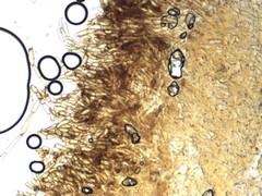 Phaeomarasmius proximans