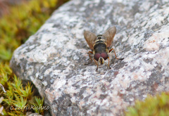 Sericomyia nigra