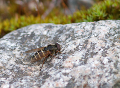Sericomyia nigra