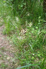 Anthoxanthum aristatum