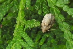 Archips grisea