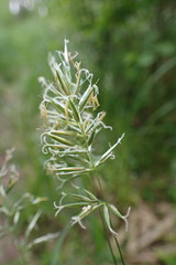 Anthoxanthum aristatum