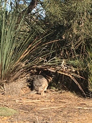 Notamacropus eugenii